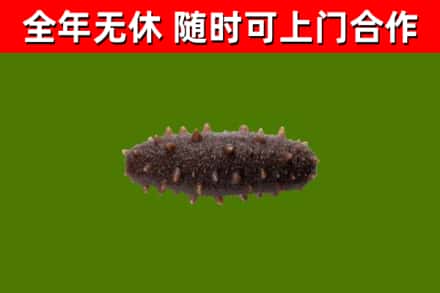 海北烟酒回收干海参.jpg